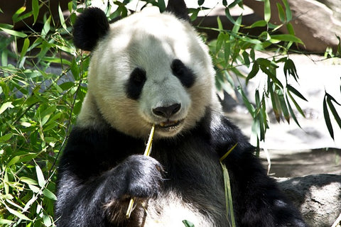 panda qui mange du bambou