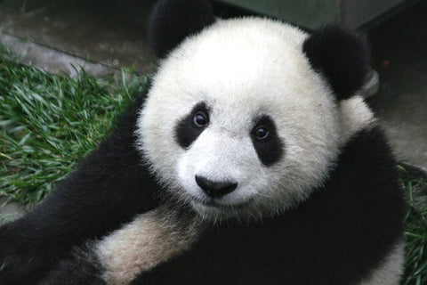 tete de panda geant noir et blanc