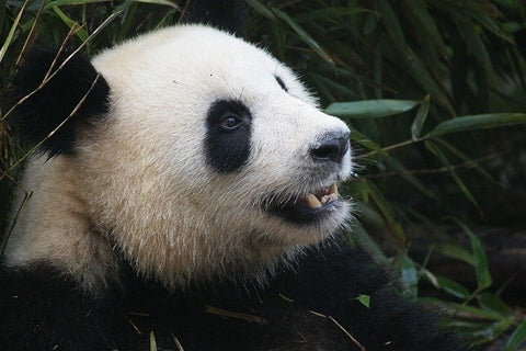 Le panda mange du bambou