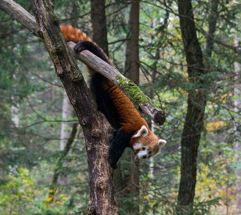 Panda roux dans les arbres