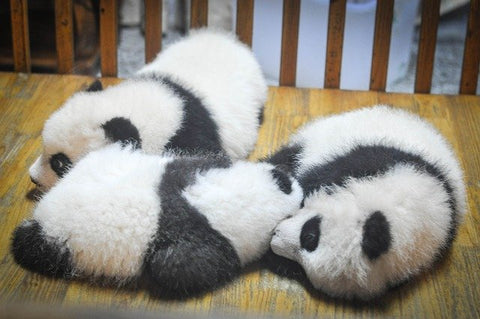 trois bebes pandas ensemble 