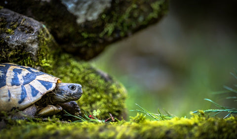 une tortue prete a l'action