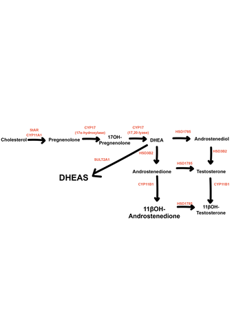 DHEA pathway