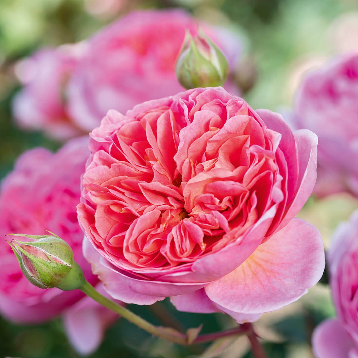 boscobel-english-shrub-rose-david-austin-roses