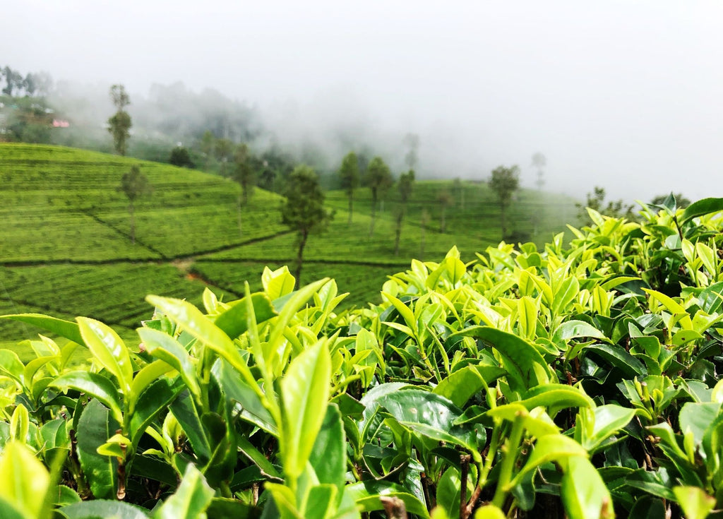 un champ de plantation de thé