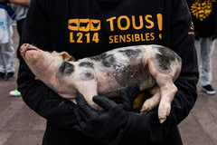 lutter contre l'exploitatio avec un tshirt vegan humour
