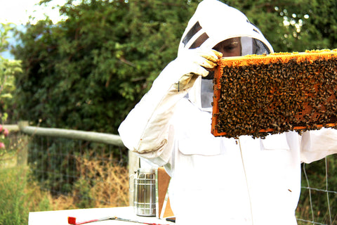 How beekeeping works