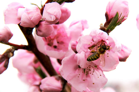 beekeeping benefits