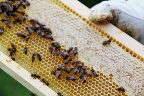 How beekeeping works