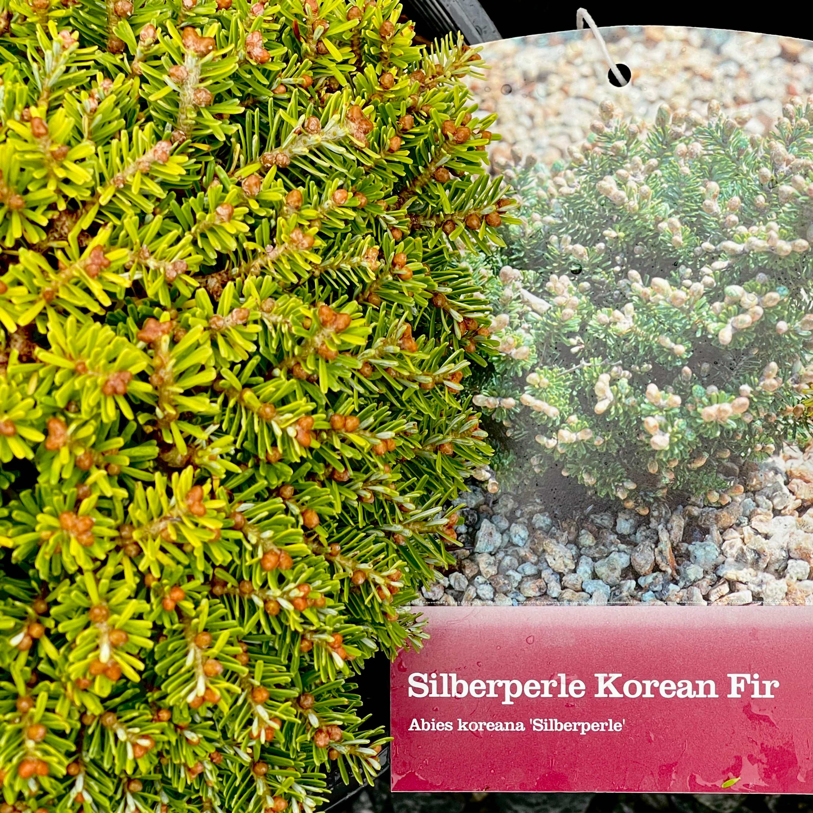 Silver Pearl Korean Fir