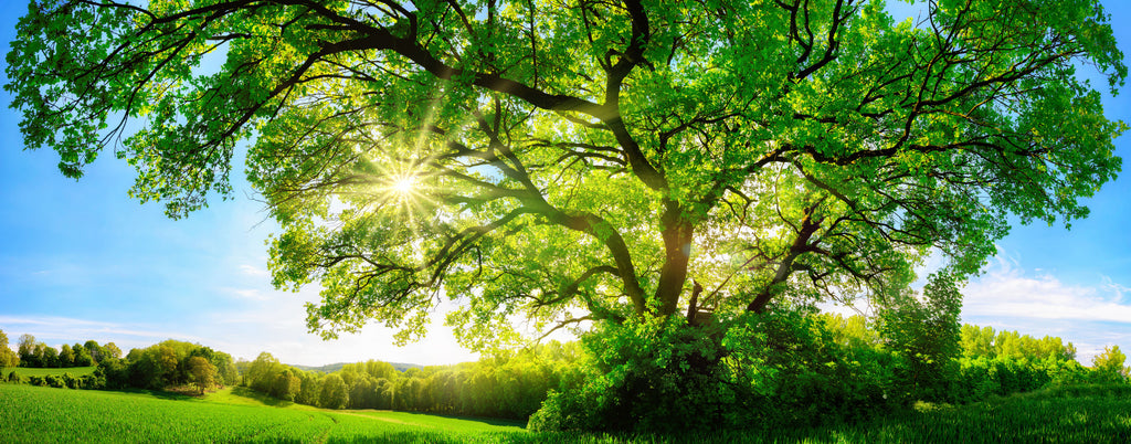 Sunlight dappling through tree