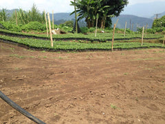 Coffee Seedlings at Finca 