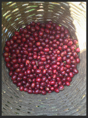 Harvest Bourbon Coffee Cherries, Santa Rosa Guatemalala