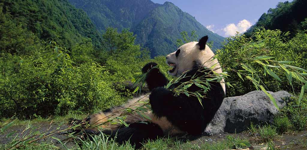 panda leaning back eating leaves among mountains