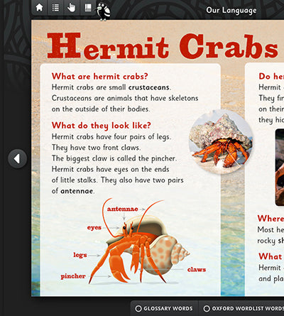 Hermit Crab