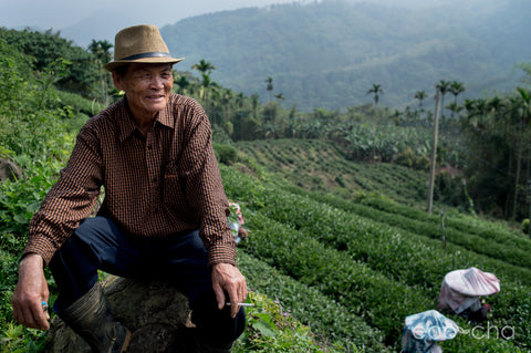 Taiwanese Oolong Tea Farmer