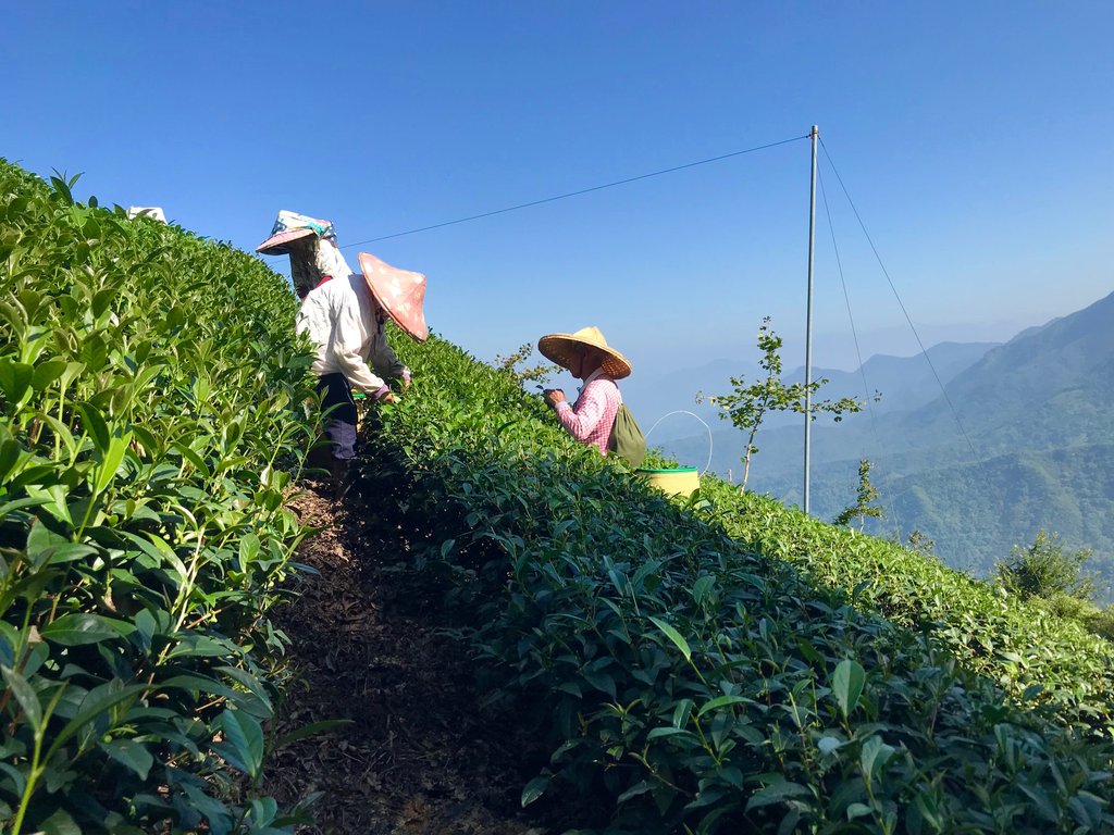 Shanlinxi High Mountain Oolong Tea harvest. Tea leaves being picked by hand.