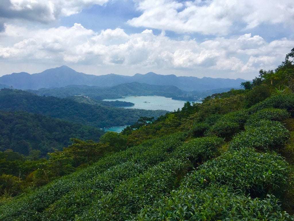 Sun Moon Lake Tea growing region in Nantou County Taiwan