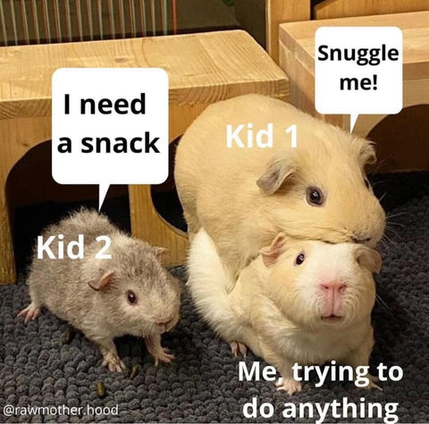 hamster mom meme