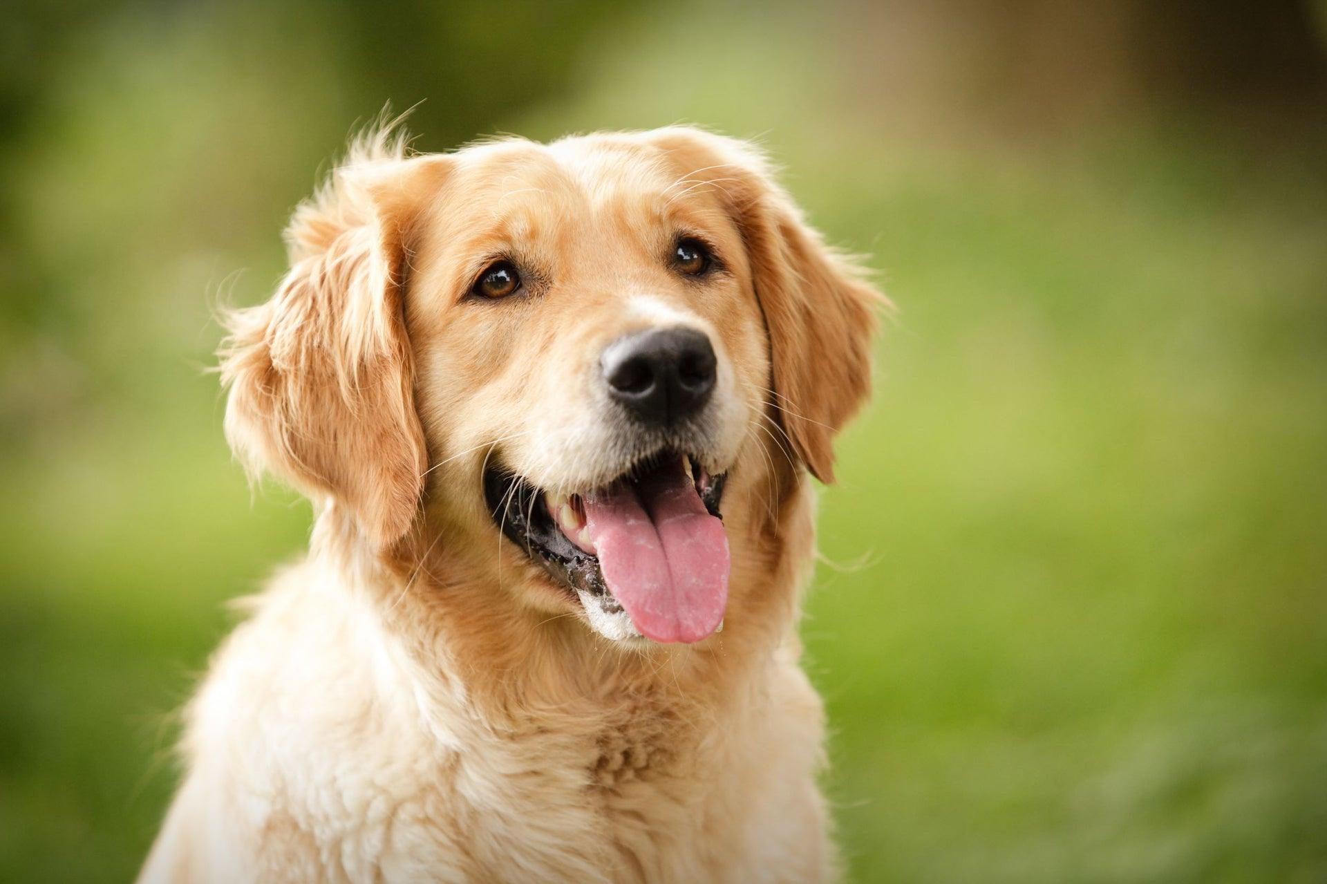 are golden retrievers good family dogs