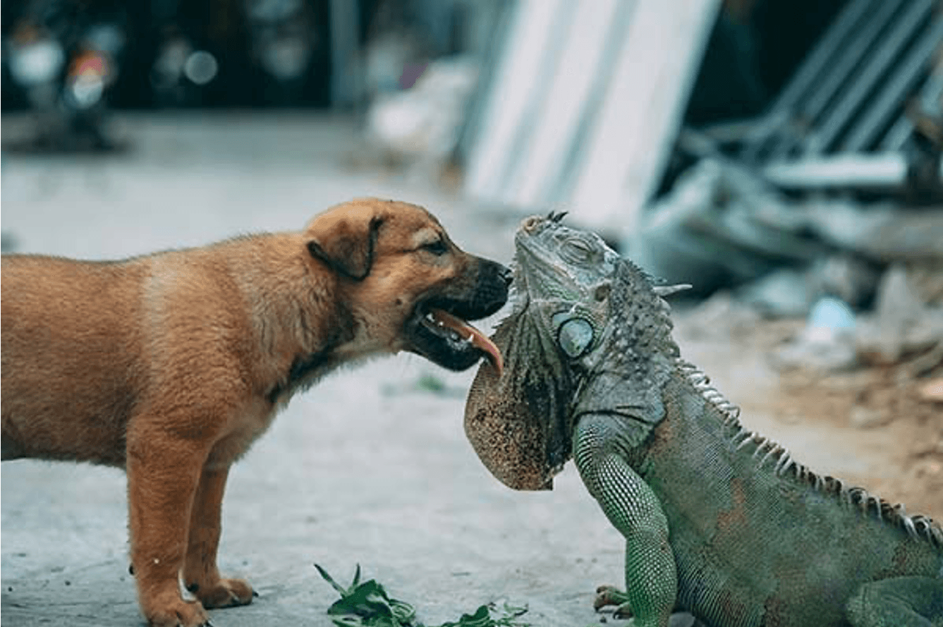 do dogs and lizards get along