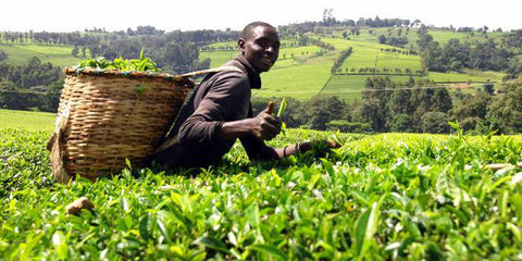 Tea farmer in Kenya wears a backpack basket full of tea leaves in a field of tea