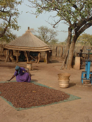 Drying shea butter nuts in Sudan