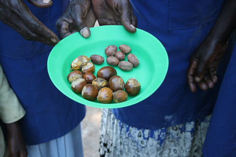 African shea butter nuts