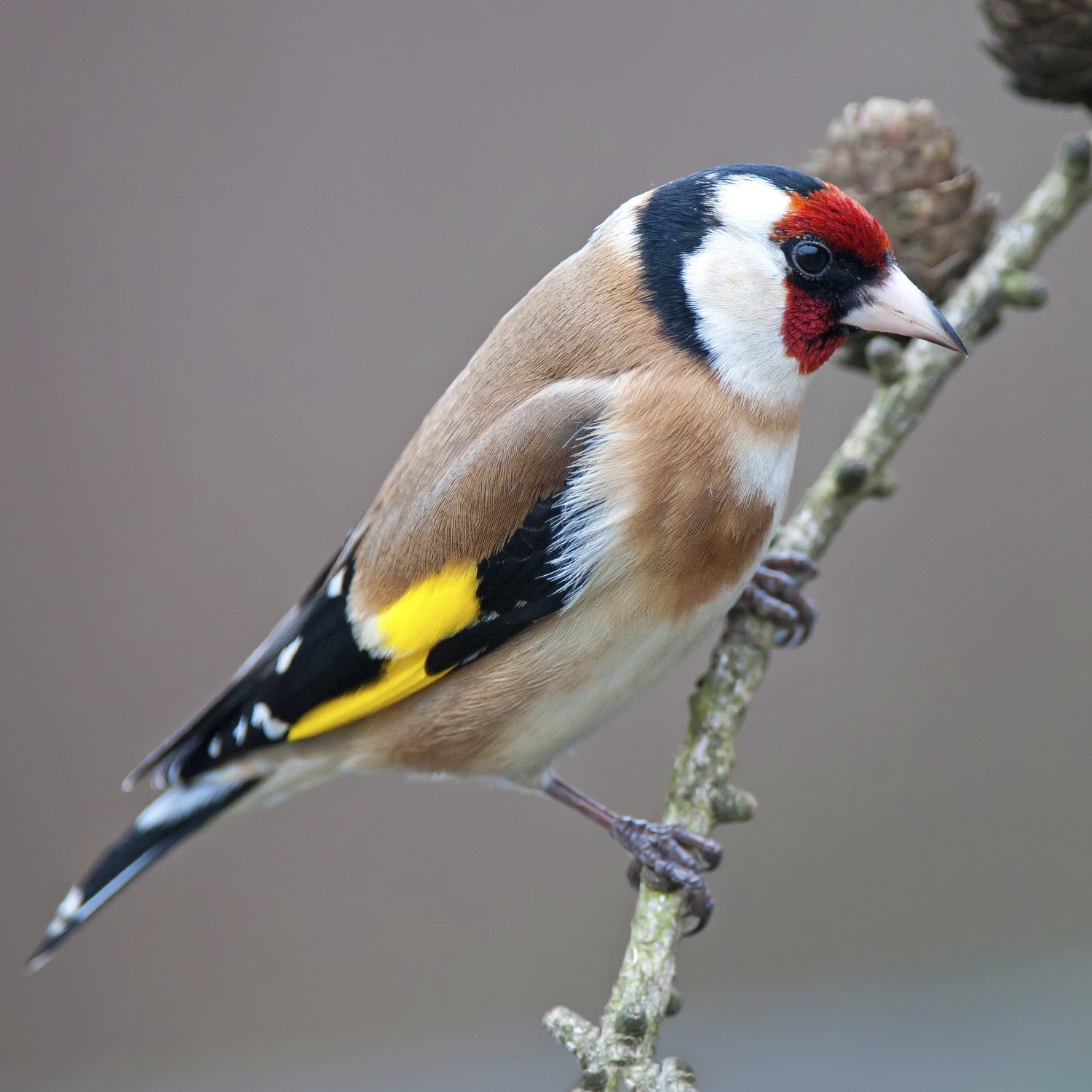 Providing Proper Care And Enrichment for European Goldfinches As Pets  