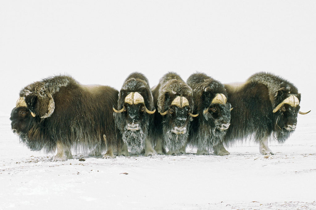 MuskOx State of Climate Change