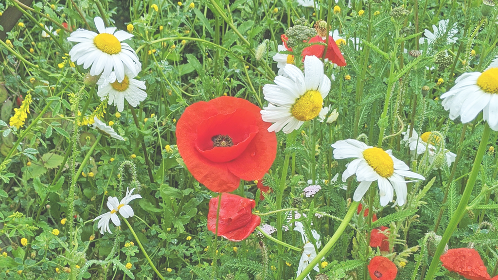 Wild poppies and daisies set against a grassy background.
