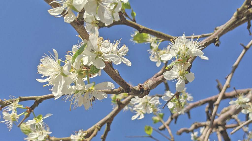 Branches of a blossoming tree set against a blue sky