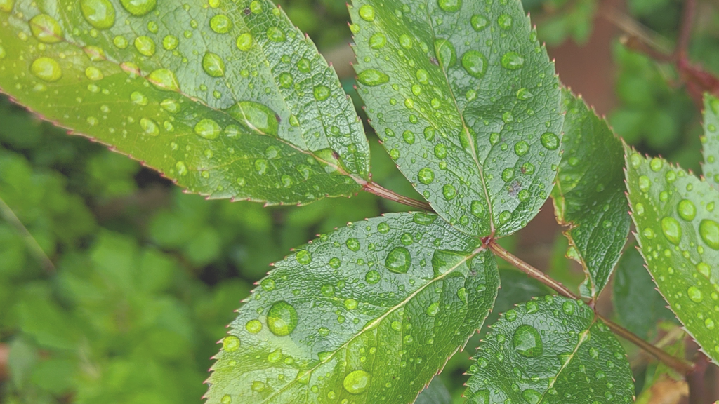 A close up of some waxy leaves with rain droplets sitting on them