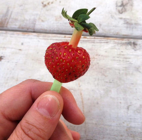 How to hull strawberries with a straw