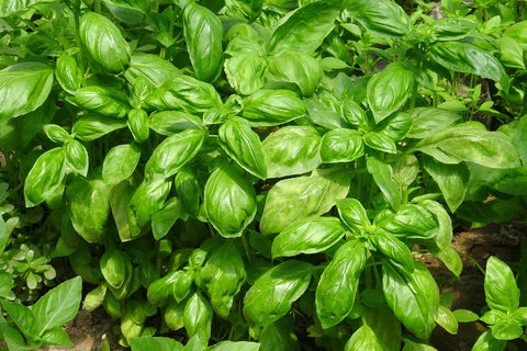 basil plant used to make essential oil