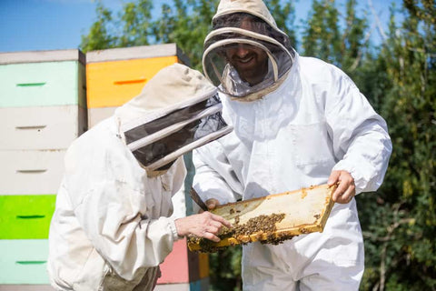 Beekeepers Inspecting Honeycomb Frame - Apitherapy