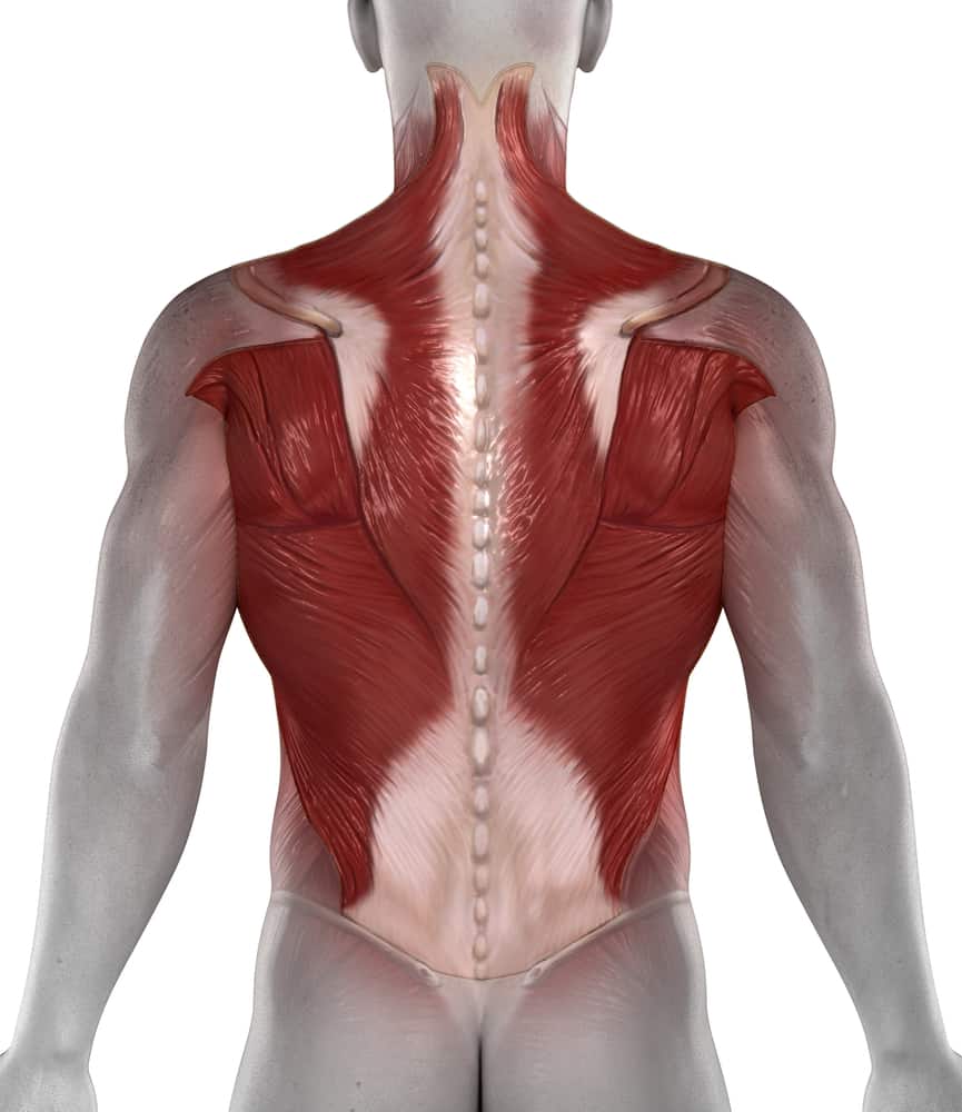 Abs back muscles antomy posterior view for osteomyopathy