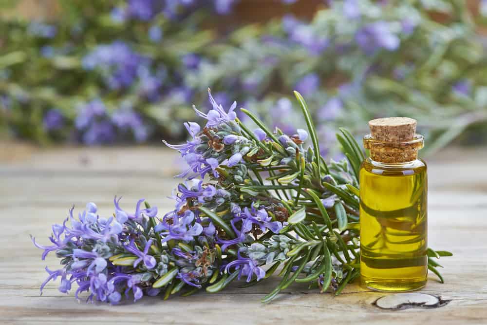 Rosemary essential oil in a small glass vial and plant with flowers