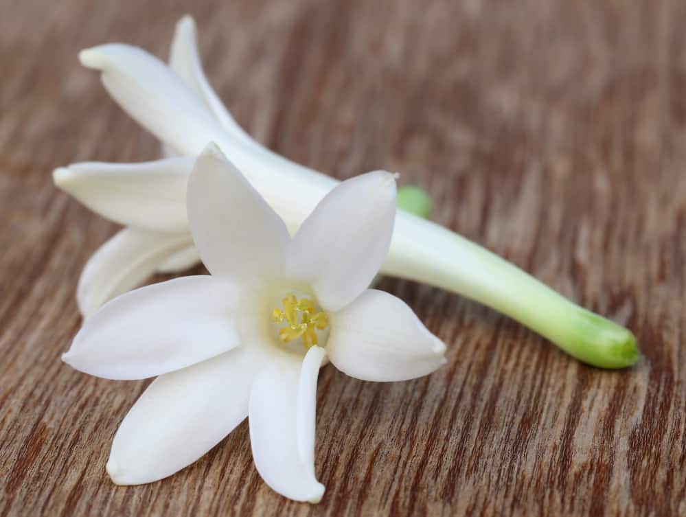 Tuberose flower