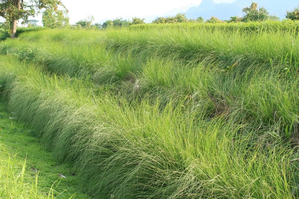 vetiver grass