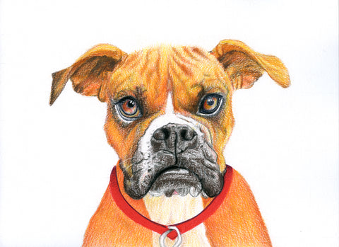 Red Brush Art Pet Portrait Bulldog Drawing