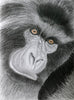 Red Brush Art Animal Portrait Gorilla Drawing