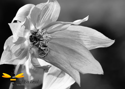 Black and white photographic image of two bumblebees on wild winter flowers by Yasmin Flemming