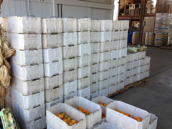 A lot of tomatoes to process, ~1500 lbs