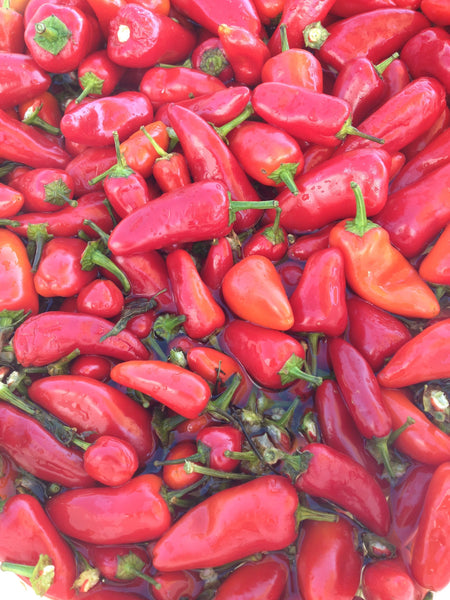 Chili peppers for Srirachup