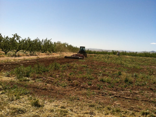 Breaking ground on our acre of land for tomato growing