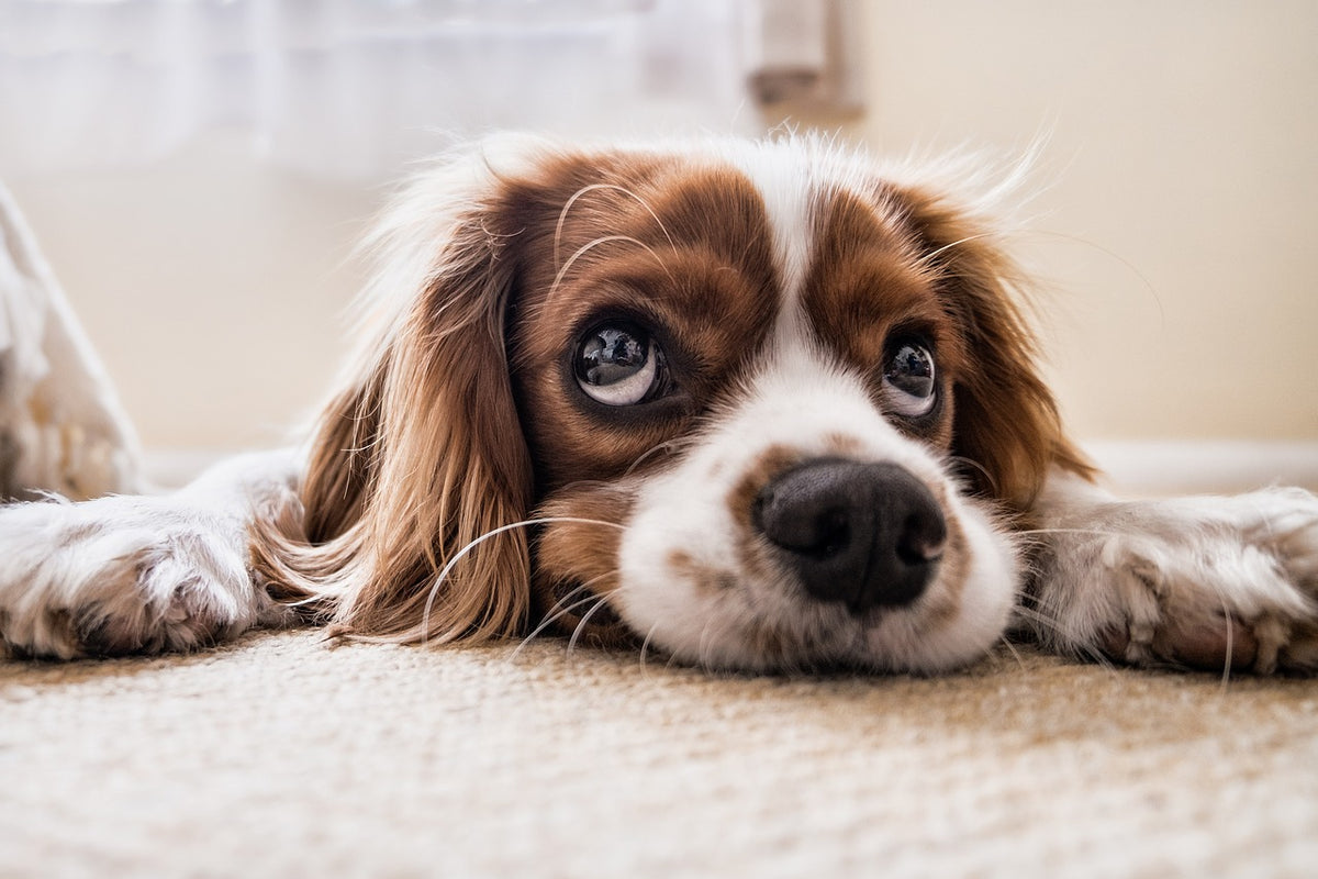 can you put coconut oil on dog hot spots