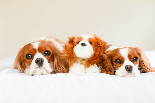 tri color cavalier king charles spaniel stuffed animal