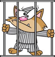 a criminal cat in prison