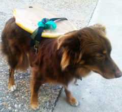 Dog best way to transport your Slyde Handboard